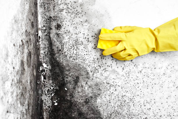 Reliable Springfield, NE Mold Removal Solutions