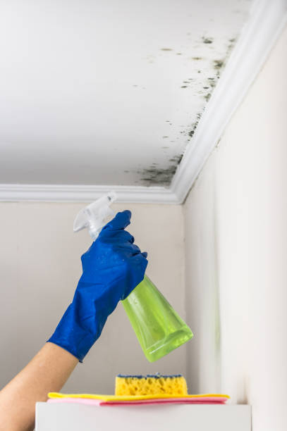 Best Black Mold Removal  in Springfield, NE